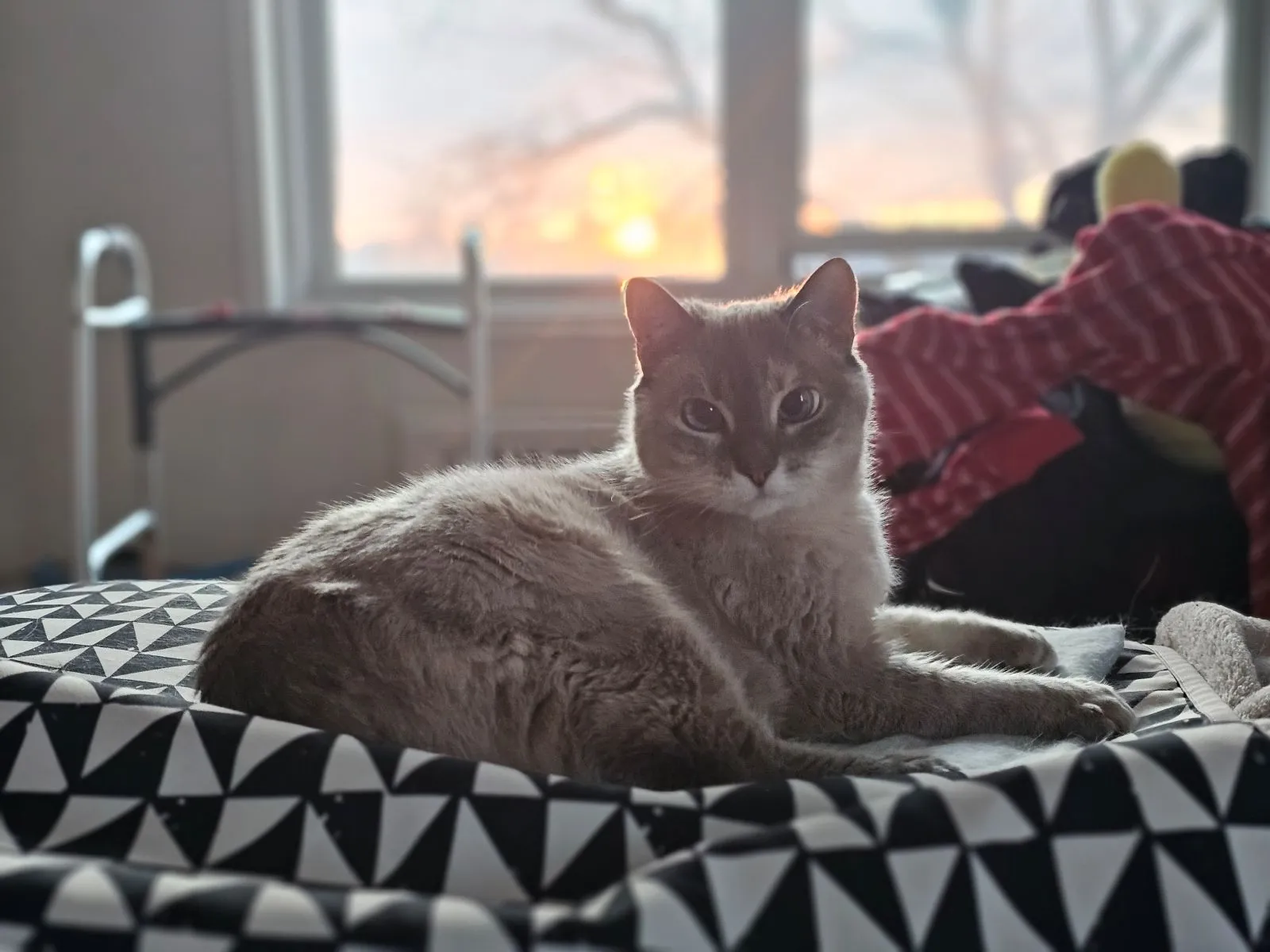 lucky with sunrise