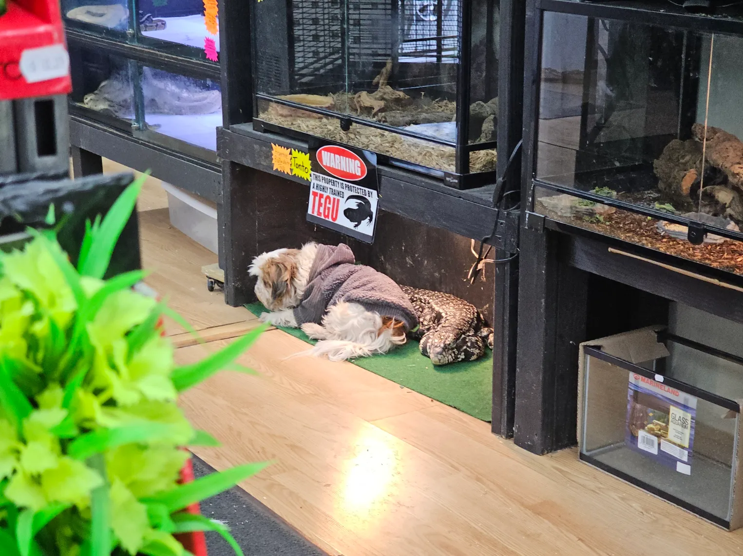 Small dog with big tegu at Exotics and Aquatics