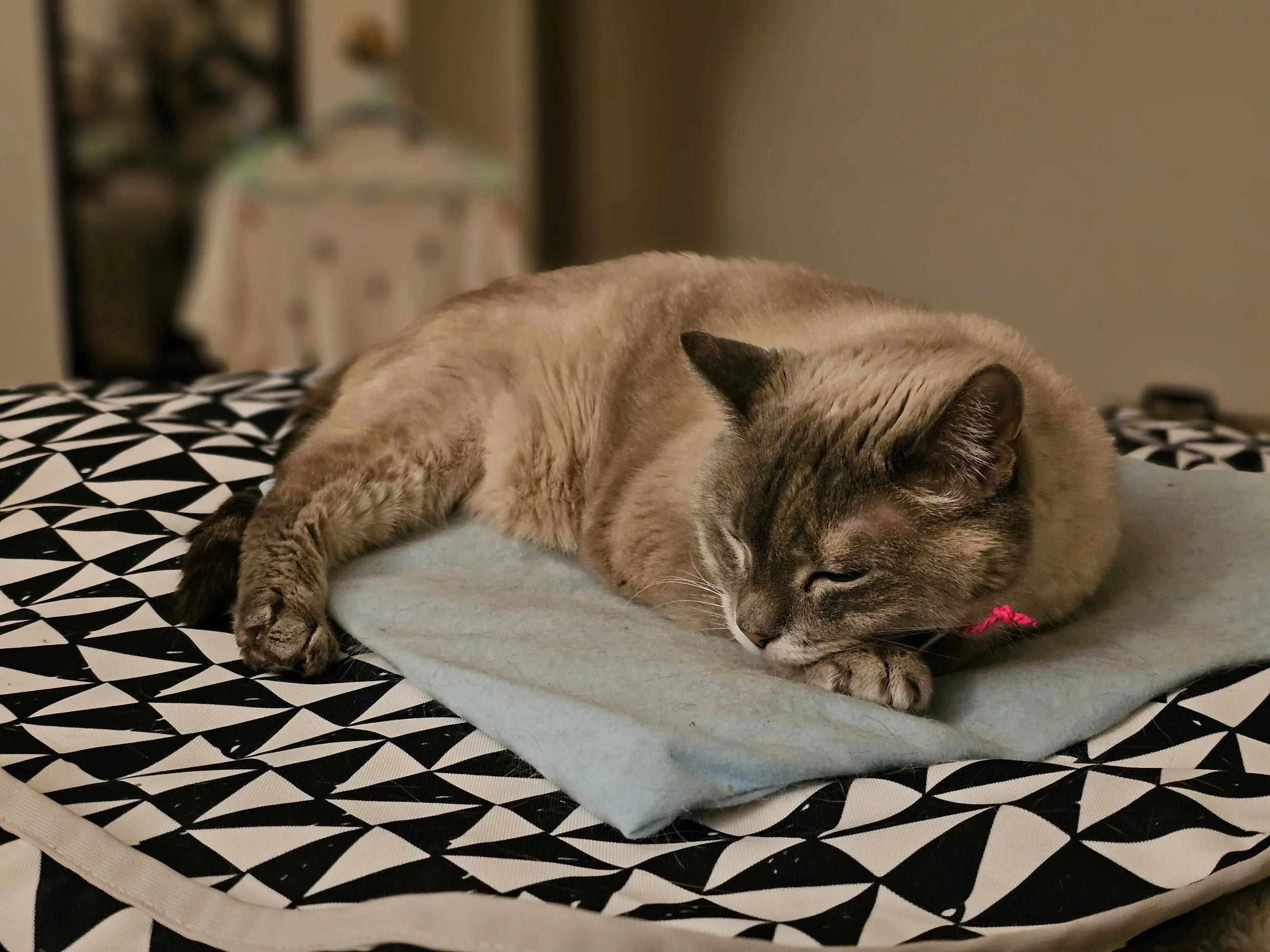 Lucky sleeping on a catnip mouse