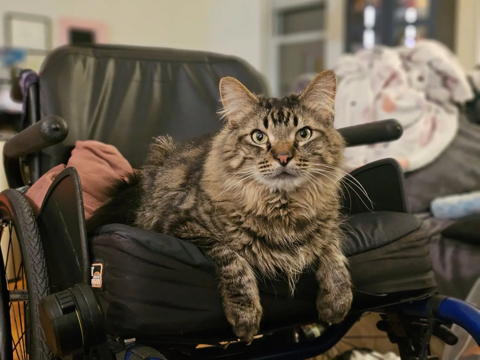 felix on skys chair